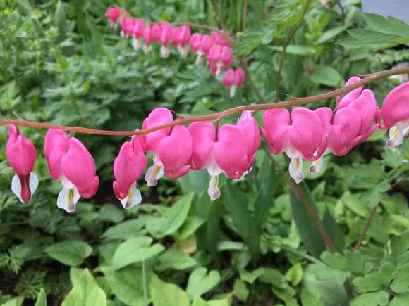 10度以下适合杜鹃下山桩生长吗