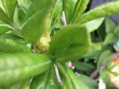 10度以下适合杜鹃下山桩生长吗 图片