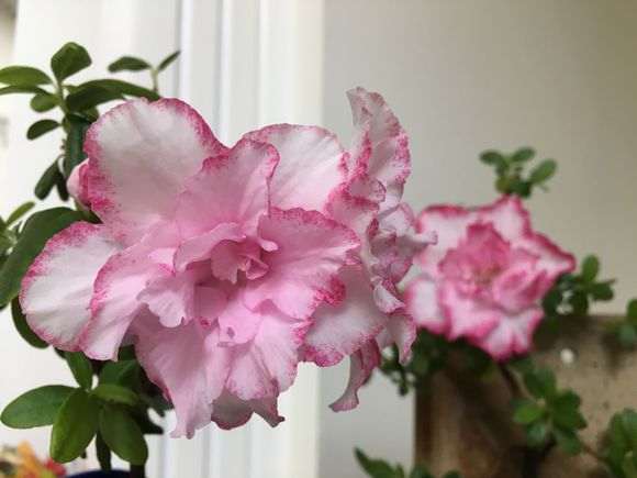 怎么喷砂杜鹃下山桩的方法