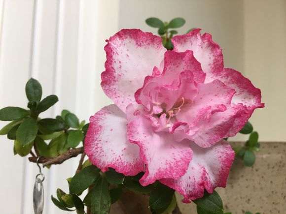 怎么喷砂杜鹃下山桩的方法