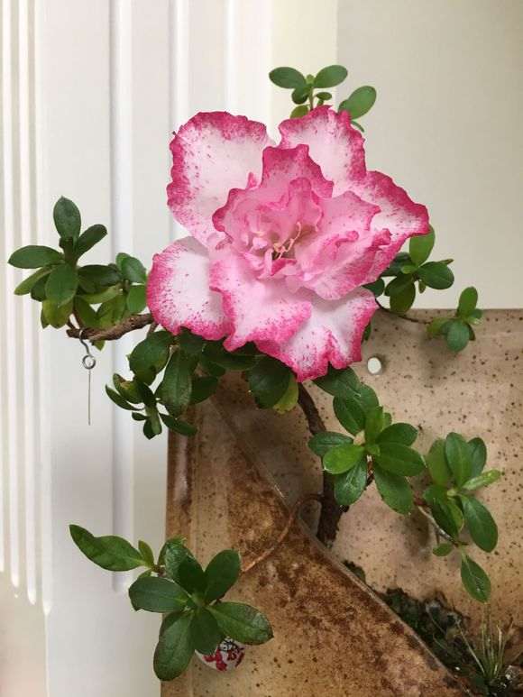 怎么喷砂杜鹃下山桩的方法