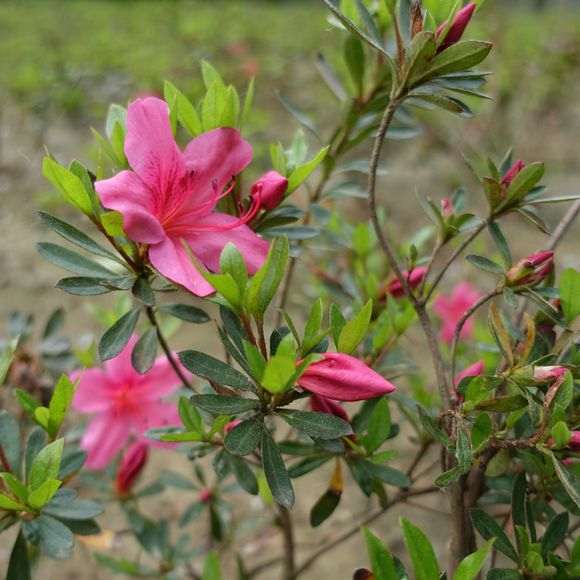 石岩杜鹃下山桩 50元包邮 贵吗 图片