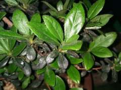 为什么杜鹃下山桩的新叶好肥大 图片