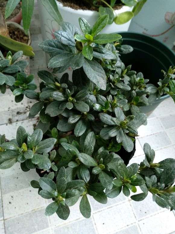 新买的杜鹃下山桩需要马上换土吗