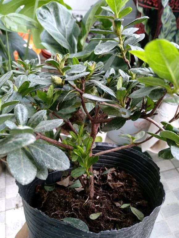 新买的杜鹃下山桩需要马上换土吗