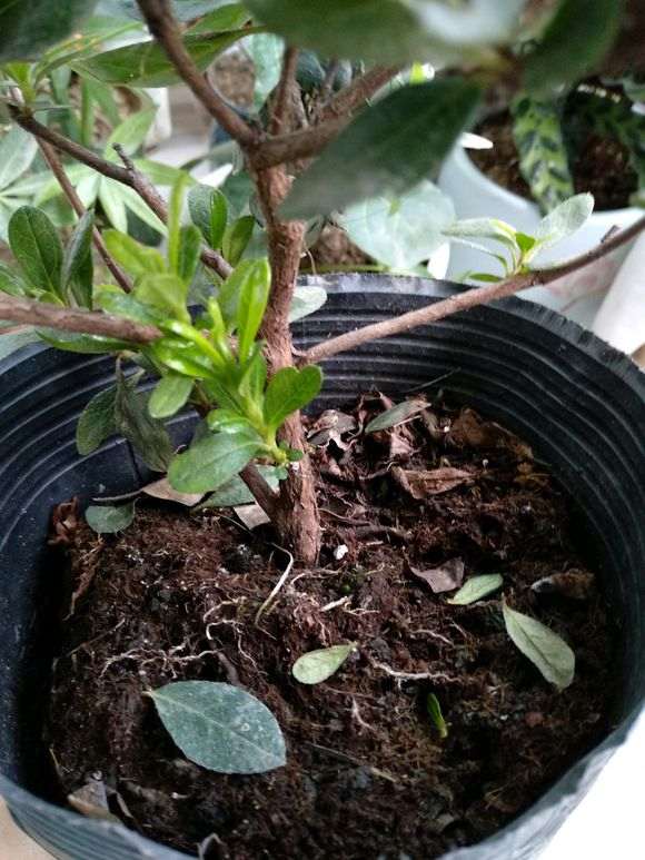 新买的杜鹃下山桩需要马上换土吗