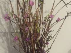 为什么杜鹃下山桩长了那么多绿芽 图片