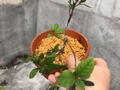 给杜鹃下山桩洗根有什么危害 图片