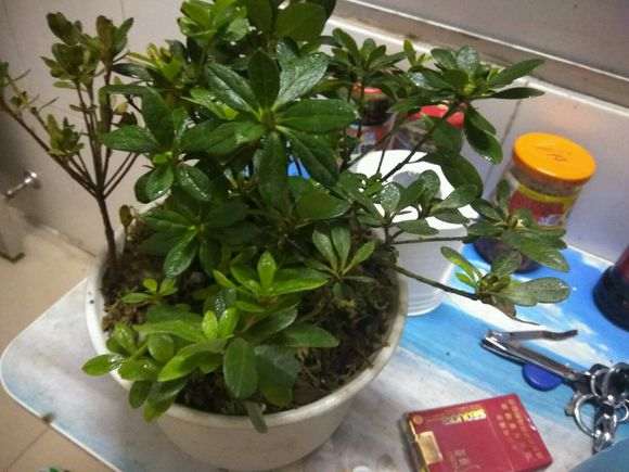 皋月杜鹃下山桩怎么控制浇水的方法