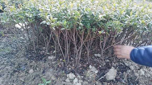 有人卖杜鹃下山桩20元1棵 贵吗 图片