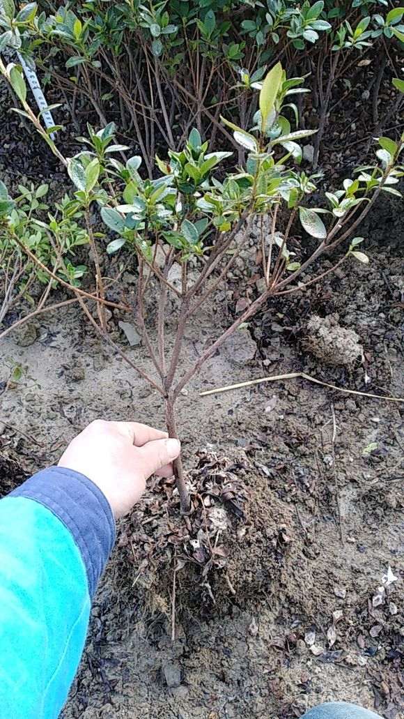 有人卖杜鹃下山桩20元1棵 贵吗 图片