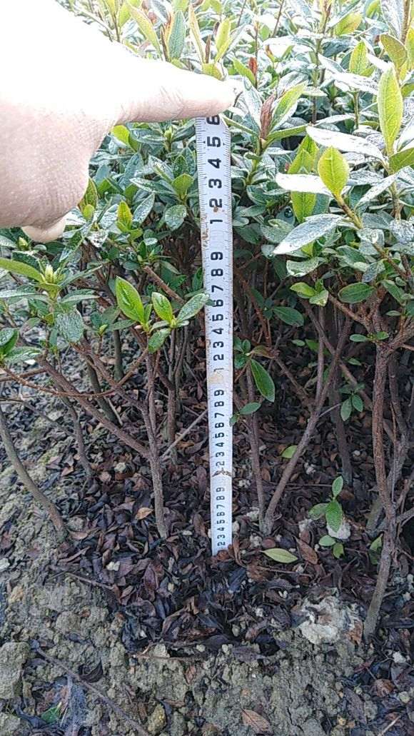 杜鹃下山桩是有黑色的小飞虫 如何解决