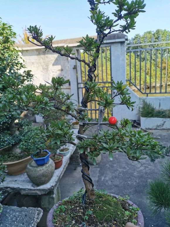 杜鹃下山桩怎么用整枝器的方法