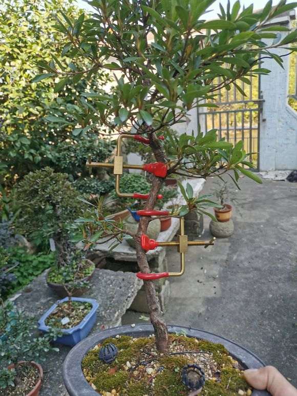 杜鹃下山桩怎么用整枝器的方法