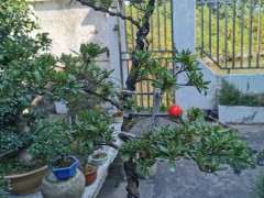 杜鹃下山桩怎么用整枝器的方法 图片