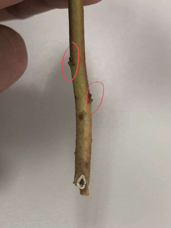扦插杜鹃下山桩怎么用生根粉的方法