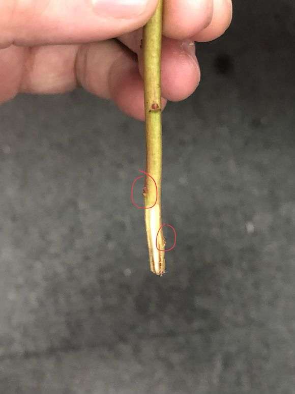 扦插杜鹃下山桩怎么用生根粉的方法