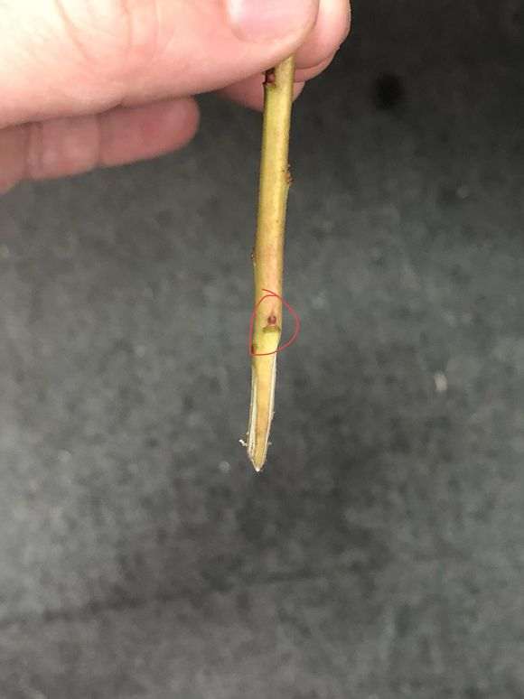 扦插杜鹃下山桩怎么用生根粉的方法
