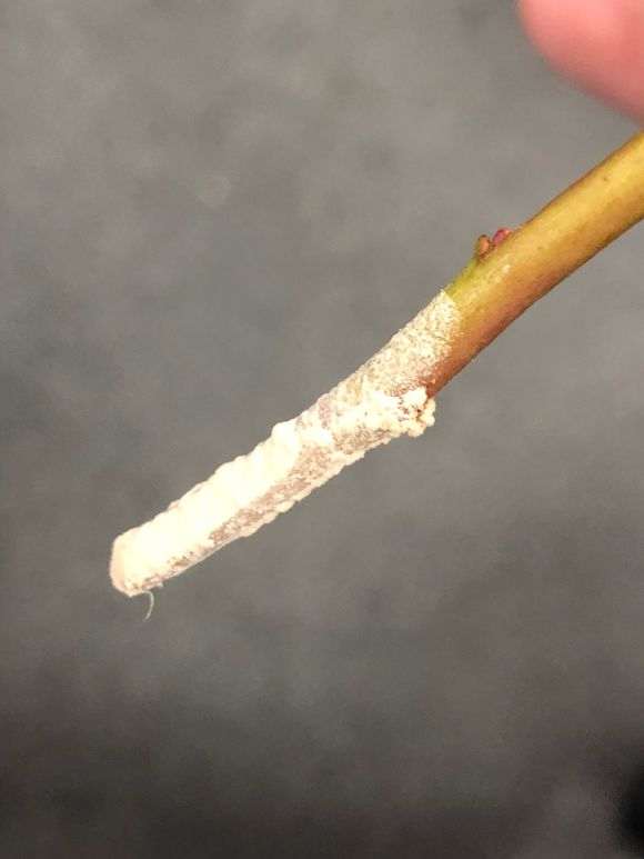 扦插杜鹃下山桩怎么用生根粉的方法