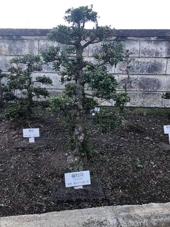 日本鹿沼杜鹃下山桩基因保存基地