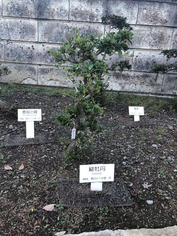 日本鹿沼杜鹃下山桩基因保存基地