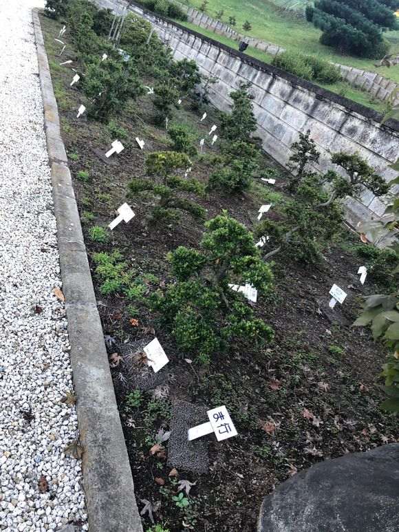 日本鹿沼杜鹃下山桩基因保存基地