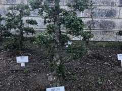 欣赏 日本鹿沼杜鹃下山桩基因保存基地