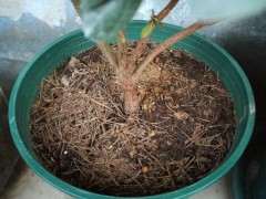 杜鹃下山桩什么时侯栽 怎样才容易成活