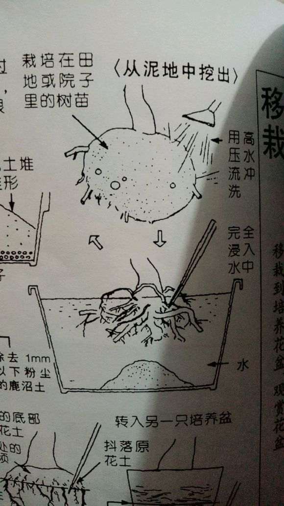 杜鹃下山桩洗根怎么洗