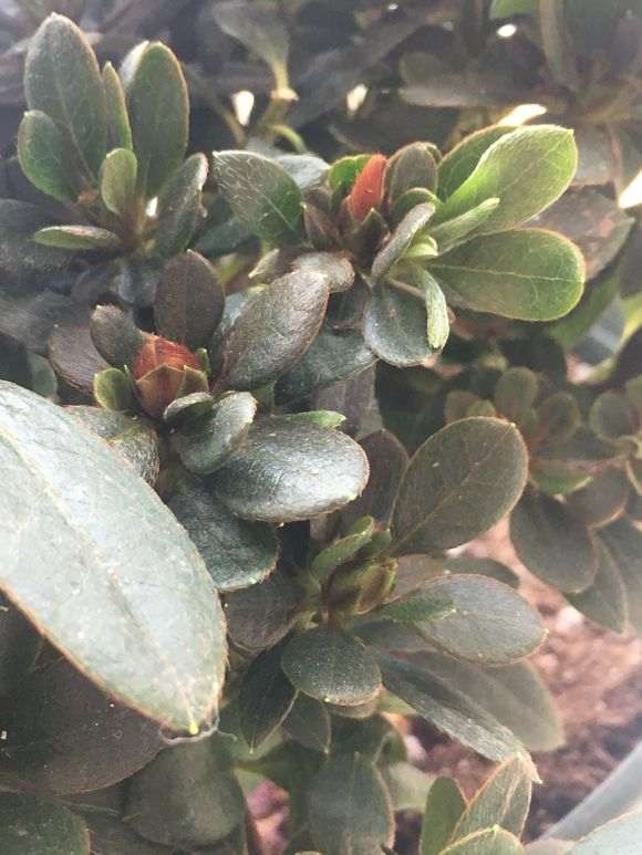 杜鹃下山桩洗根怎么洗