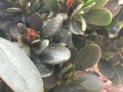 求助 杜鹃下山桩洗根怎么洗？