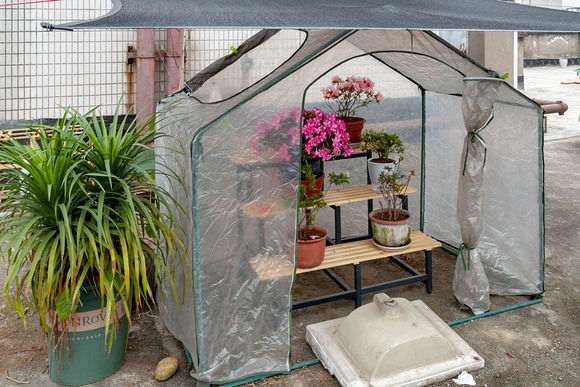 网购杜鹃下山桩后怎么养护的方法 图片