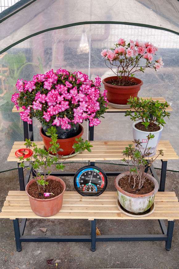 网购杜鹃下山桩后怎么养护的方法 图片