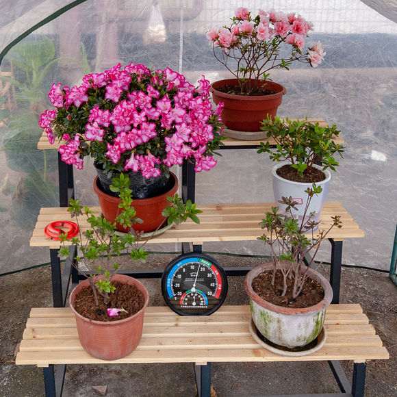 网购杜鹃下山桩后怎么养护的方法 图片