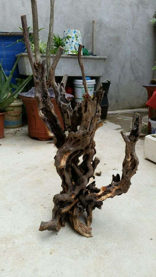 不懂怎么把杜鹃下山桩根去皮 图片