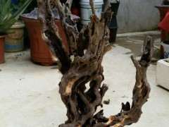 不懂怎么把杜鹃下山桩根去皮 图片