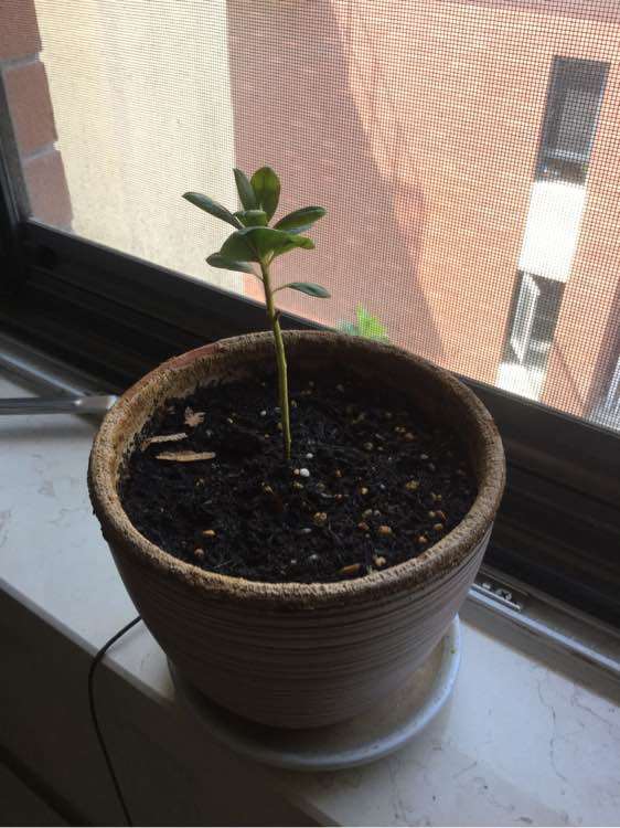 网购了一盆杜鹃下山桩