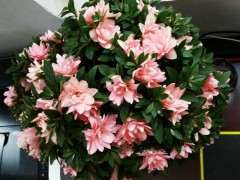 为什么杜鹃下山桩打骨朵一个月了 还不开呢