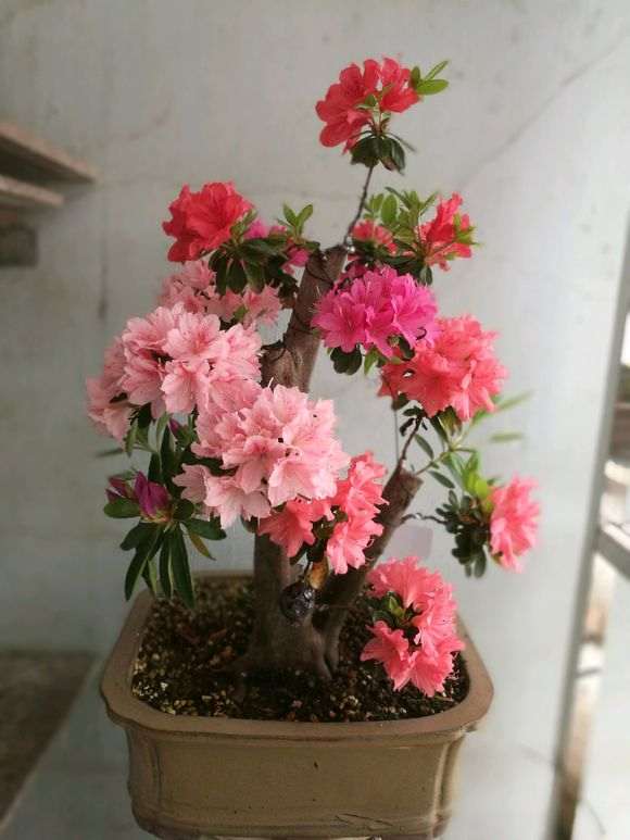 五色杜鹃下山桩用什么土种最好 图片