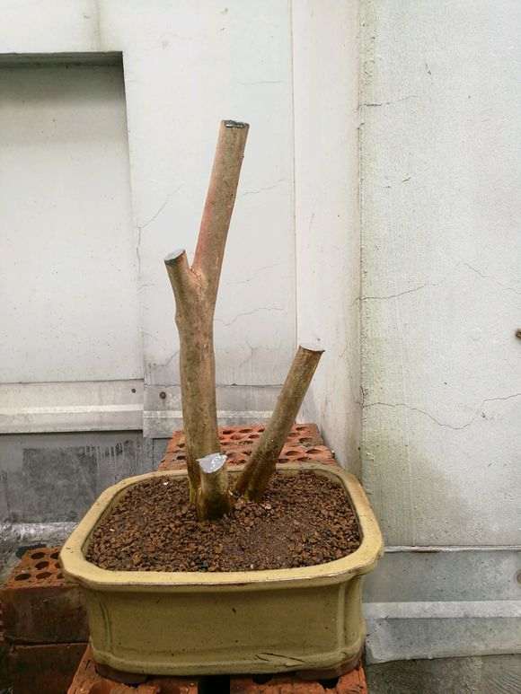 五色杜鹃下山桩用什么土种最好 图片