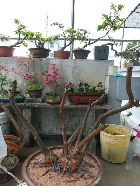 五色杜鹃下山桩用什么土种最好 图片