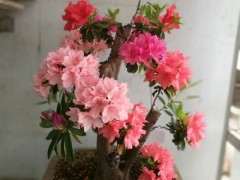 五色杜鹃下山桩用什么土种最好 图片