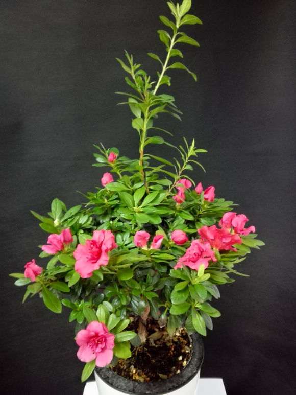 为什么春天买杜鹃下山桩花最容易活