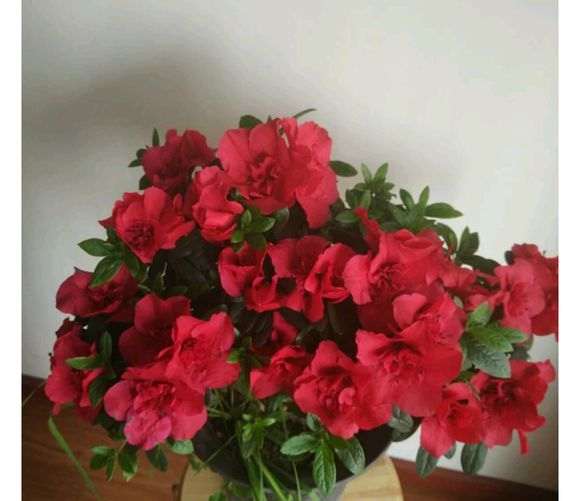 为什么春天买杜鹃下山桩花最容易活