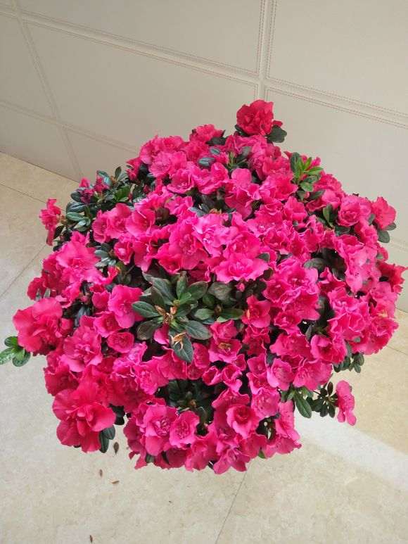 为什么春天买杜鹃下山桩花最容易活