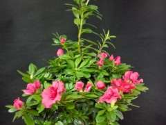 为什么春天买杜鹃下山桩花最容易活