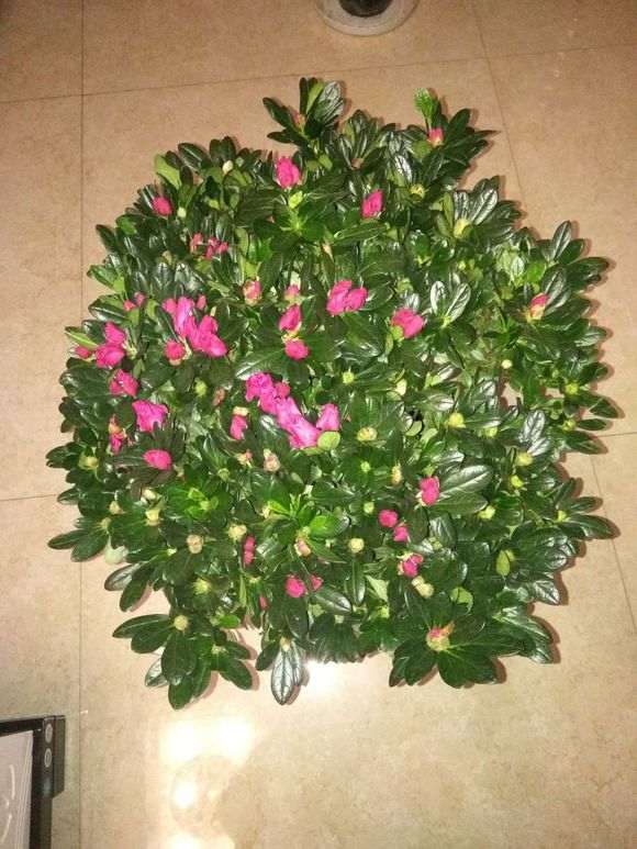 杜鹃下山桩没长新根 叶子更弱了 怎么办