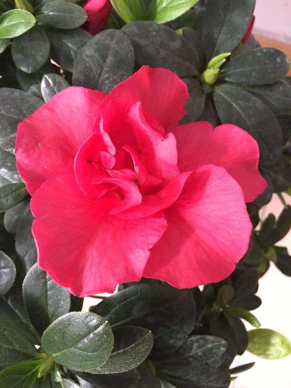 杜鹃下山桩没长新根 叶子更弱了 怎么办