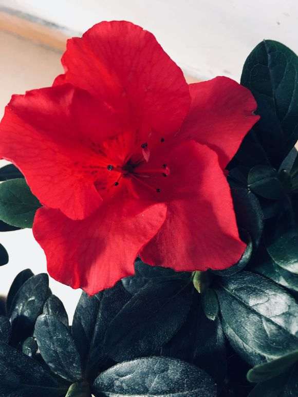 杜鹃下山桩没长新根 叶子更弱了 怎么办