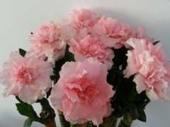 红色杜鹃下山桩是什么 是荒狮子吗 图片